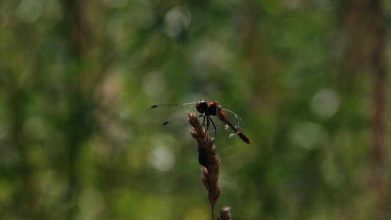 Dragonfly